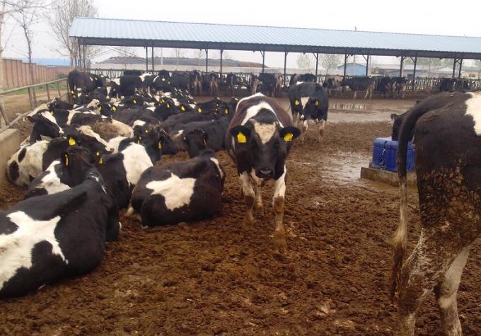 Κοπριά αγελάδων, λίπασμα προβάτων ως υλικά για να κάνει την οργανική γραμμή παραγωγής σβόλων λιπάσματος